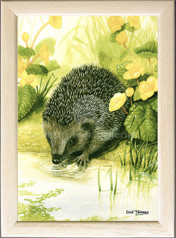Image of Taking a Drink ~ Hedgehog & Marsh Marigolds